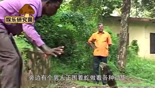 男子被毒蛇咬伤 忍痛去抓又来一口(毒蛇咬伤的瞬间，男子忍痛再捉蛇，遭遇二次毒伤)